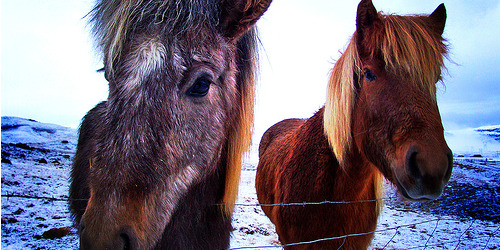 horses