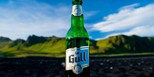 icebeergull
