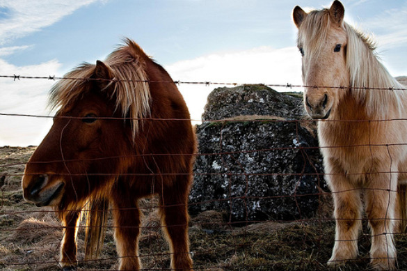horses