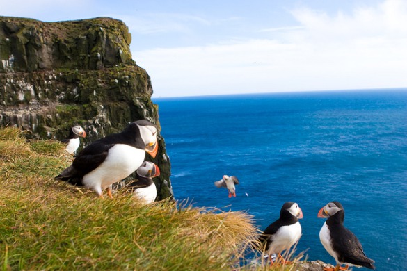 The adorable puffin is also a delicacy in Iceland